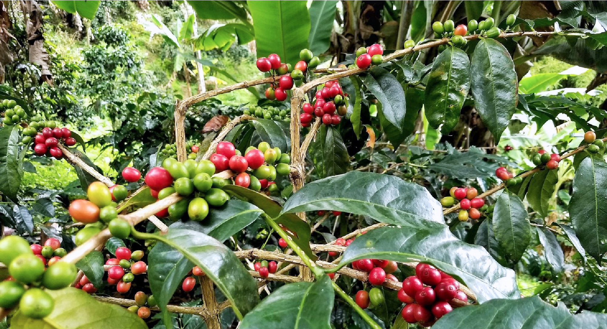 Ethiopia · Yirgacheffe